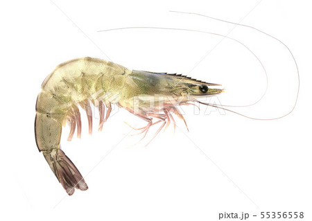 pacific white shrimp isolated on white background 55356558
