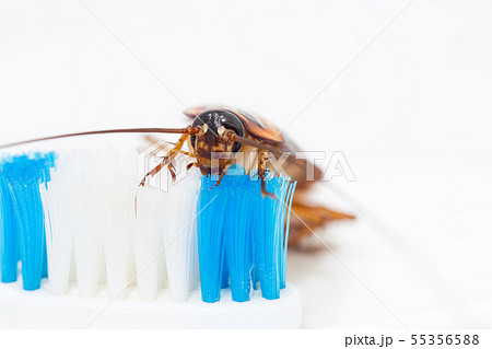 Cockroaches are on the toothbrush in the bathroom, 55356588