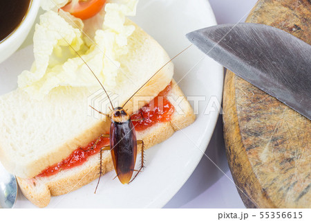 The problem in the house because of cockroaches 55356615