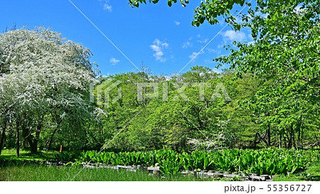 新緑に包まれた森林公園の情景@北海道 新緑に包まれた森林公園の情景@北海道 55356727