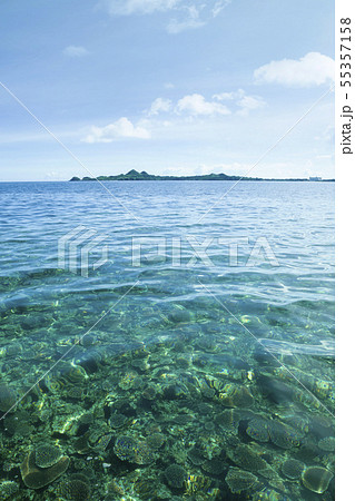 石垣島 崎枝湾 サンゴ礁 石垣島 崎枝湾 サンゴ礁 55357158