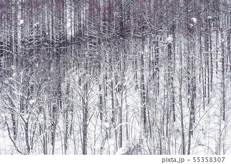 Beautiful landscape of tree branch group in snow winter 55358307