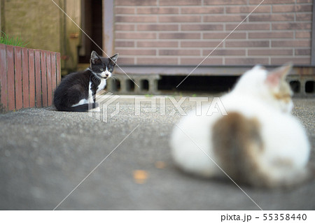 ハチワレ子猫 ハチワレ子猫 55358440