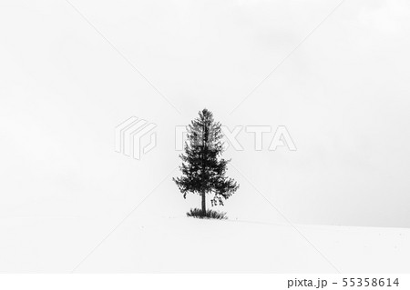 Beautiful landscape with lonely tree in snow winter season Beautiful landscape with lonely tree in snow winter season 55358614