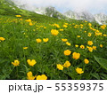 千畳敷カールのお花畑 55359375