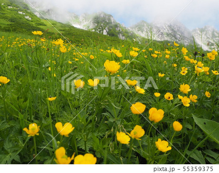 千畳敷カールのお花畑 千畳敷カールのお花畑 55359375