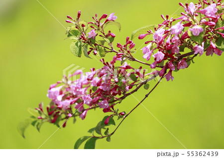 初夏の花 ウツギ 初夏の花 ウツギ 55362439