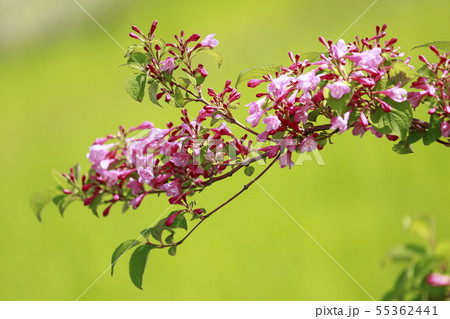 初夏の花 ウツギ 初夏の花 ウツギ 55362441