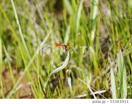 ハッチョウトンボ 55363911