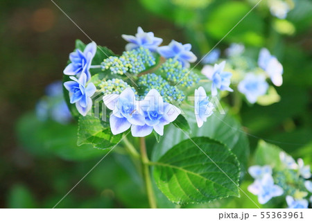 ガクアジサイの花 ガクアジサイの花 55363961