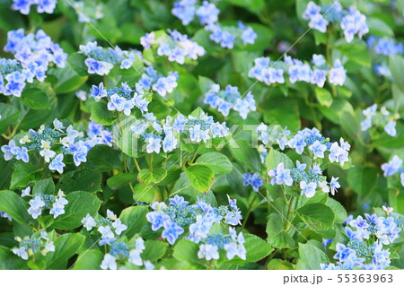 ガクアジサイの花 55363963