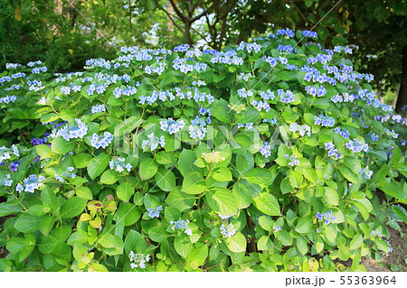ガクアジサイの花 55363964