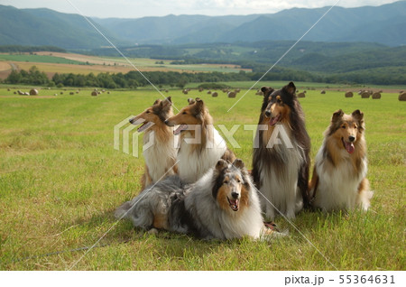 壮大な景色の中で 55364631