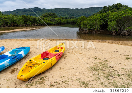 沖縄　石垣島　吹通川マングローブ群落　並んだシーカヤック 55367010