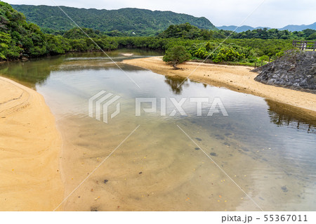 沖縄　石垣島　吹通川マングローブ群落 55367011