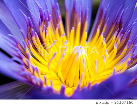 Blue petal and yellow pollen of water Lily 55367160