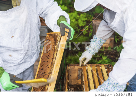 養蜂家の蜂蜜採取 養蜂家の蜂蜜採取 55367291