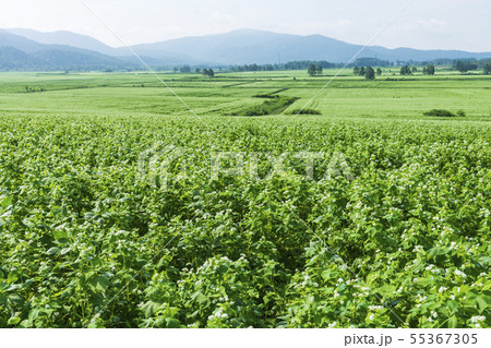 幌加内町のそば畑 55367305