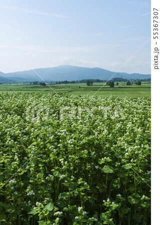 幌加内町のそば畑 55367307