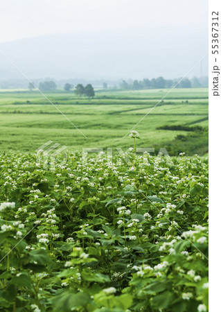 幌加内町のそば畑 55367312