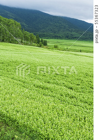 幌加内町のそば畑 55367323