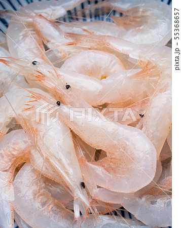シロエビ シロエビ 55368657