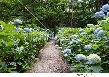 満開のアジサイ 55369067