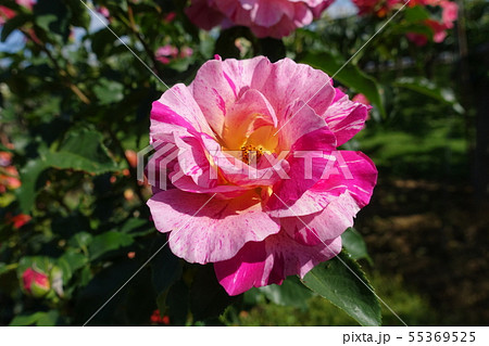 薔薇　ピンク 55369525