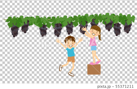巨峰葡萄畑ブドウ狩り女の子と台と男の子 巨峰葡萄畑ブドウ狩り女の子と台と男の子 55371211