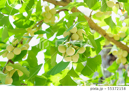 いちょうの木と銀杏の実 55372158