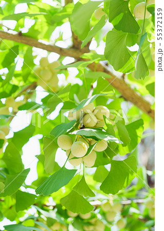 いちょうの木と銀杏の実 55372159