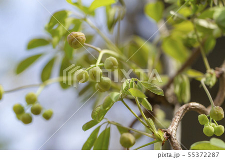 アケビ アケビ 55372287