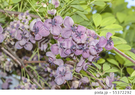 アケビの花 アケビの花 55372292