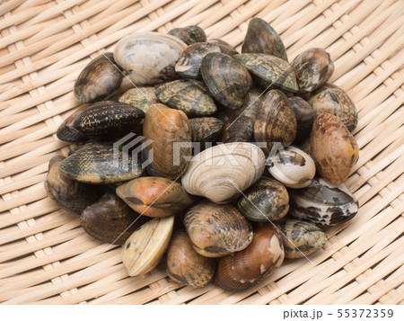生のアサリ 55372359