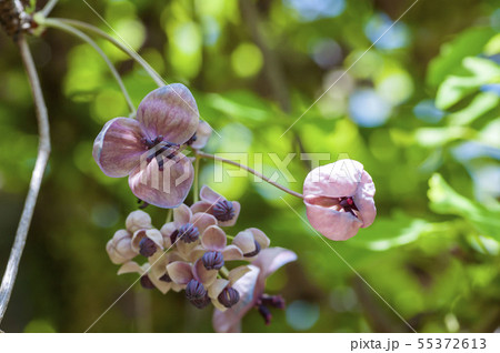アケビの花 アケビの花 55372613