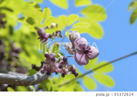 アケビの花 アケビの花 55372614