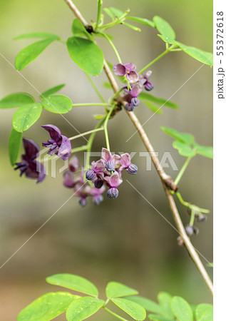 アケビの花 アケビの花 55372618