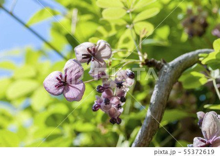 アケビの花 アケビの花 55372619