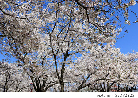 盛岡城跡公園のさくらまつり 55372825