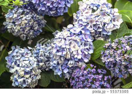 あじさい 紫陽花 あじさい 紫陽花 55373305