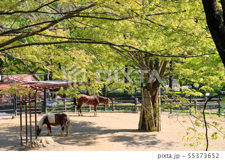盛岡市動物公園、ポニー 盛岡市動物公園、ポニー 55373652