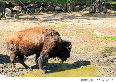 盛岡市動物公園、アメリカバイソン 盛岡市動物公園、アメリカバイソン 55373717