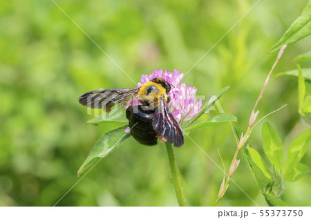 クマバチ 55373750