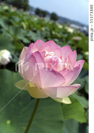 蓮の花 ピンク 睡蓮 蓮の花 ピンク 睡蓮 55373886