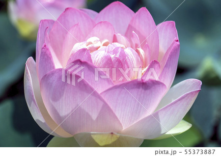 蓮の花 ピンク 睡蓮 蓮の花 ピンク 睡蓮 55373887