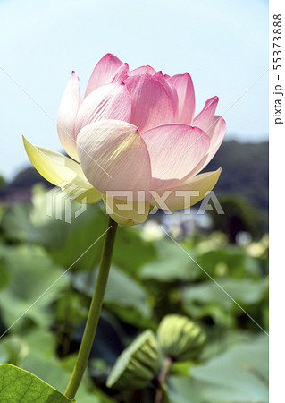 蓮の花　睡蓮 　風景 55373888
