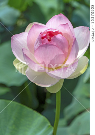 蓮　ピンクの花　蓮華 55373908