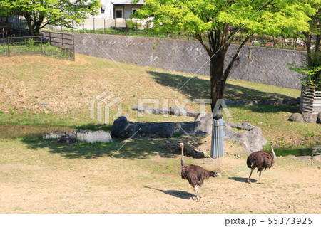 盛岡市動物公園、ダチョウ 55373925