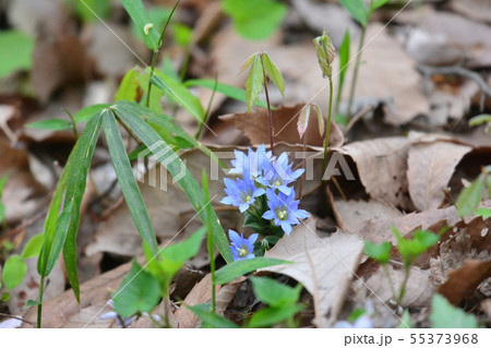 フデリンドウ フデリンドウ 55373968