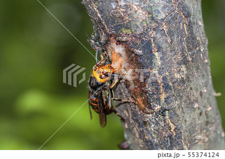スズメバチ 55374124